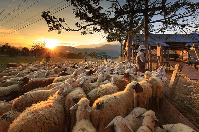 养羊的技巧和经验和注意事项   我想养羊就是没技术没经验