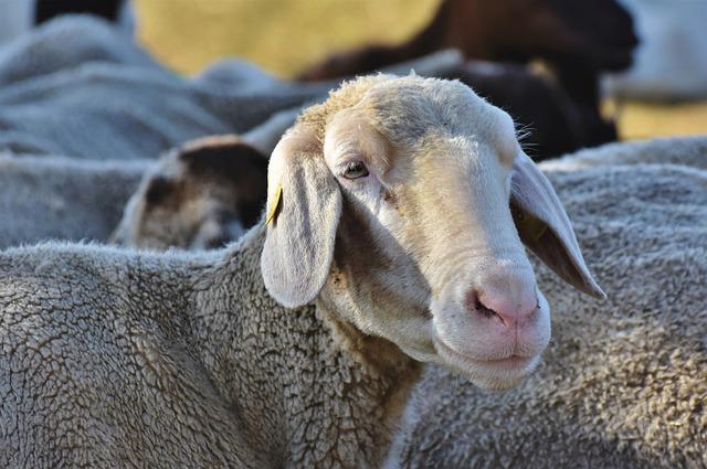 养羊的技巧和经验和注意事项   我想养羊就是没技术没经验