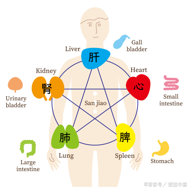 金木水火土对应着身体五行肺肝肾心脾  五行对应的五脏六腑分别是哪五脏哪六腑