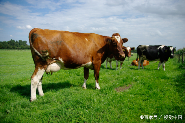 属牛的人2023年运势及运程详解  2023年属牛是什么命运
