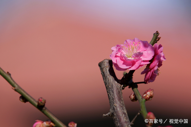 天蝎座2023年3月份运势如何  2023年天蝎座3月婚姻运分析步入婚姻殿堂