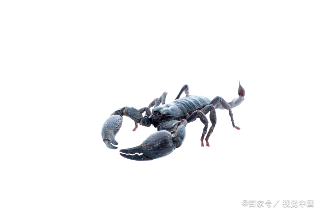 天蝎座2023年3月份运势怎么样  2023年天蝎座3月婚姻运分析步入婚姻殿堂