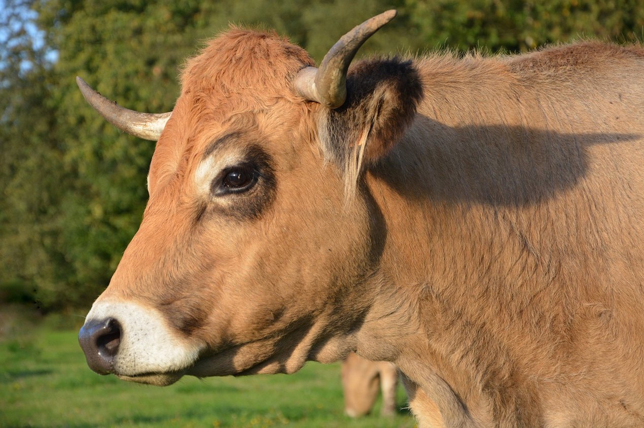 一年养20头黄牛需要多少钱？