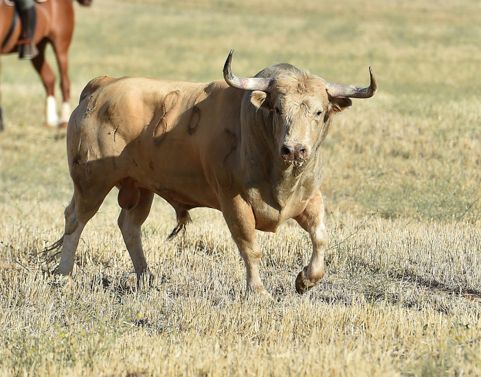 牛年出生不同月份的人命运，属牛哪个月份出生最好的选择？