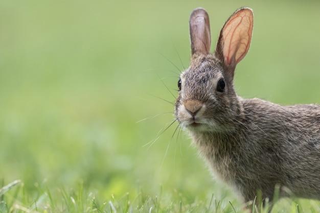 属兔的今年多大了2023岁数表哪年出生的？