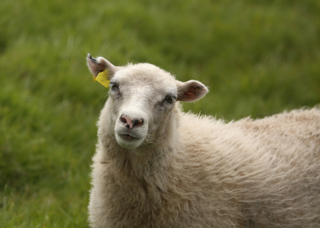 属羊的今年多少岁2023年虚岁 属羊的2023年多大年龄