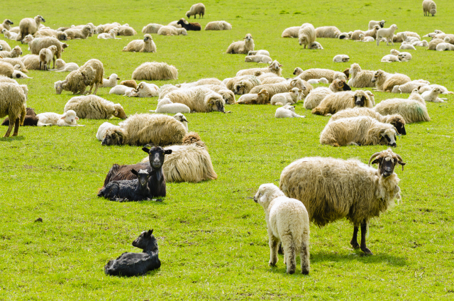 属羊的今年多少岁2023年虚岁 属羊的2023年多大年龄