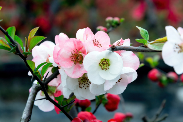 八字桃花劫怎么查，八字上所谓桃花劫需要多久能过去